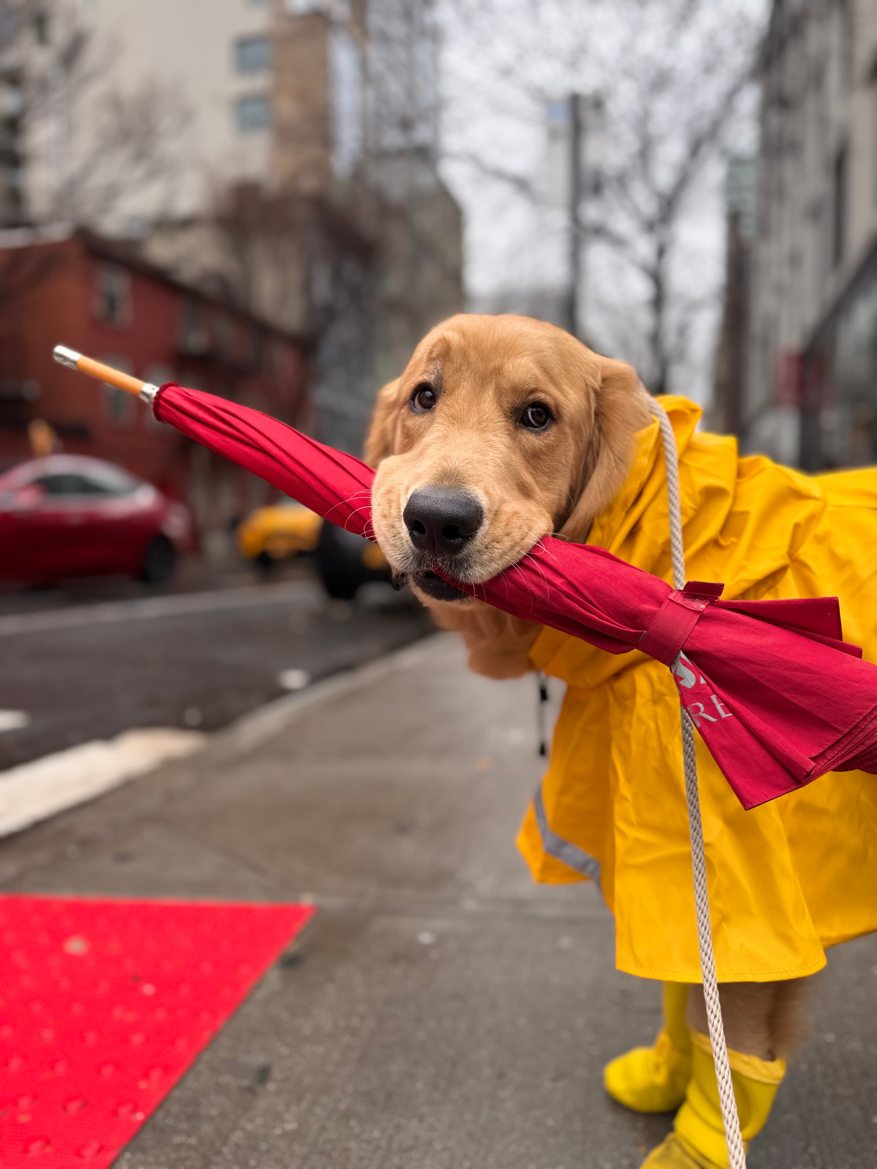 Lucky - Golden Retriever NYC